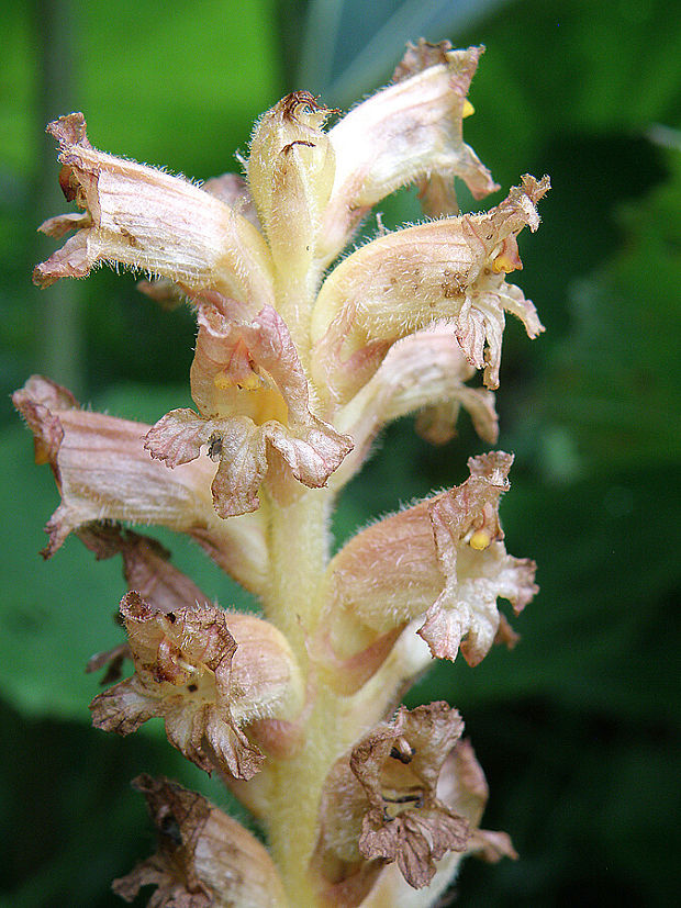 záraza Orobanche sp.