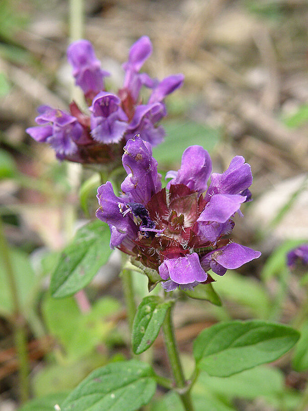 čiernohlávok obyčajný Prunella vulgaris L.