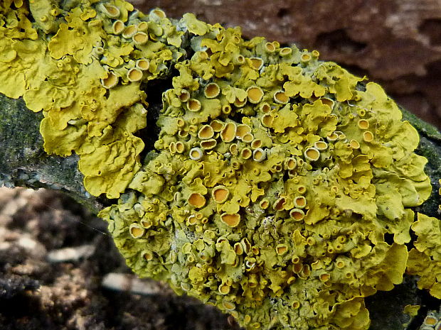 diskovník múrový Xanthoria parietina var. parietina