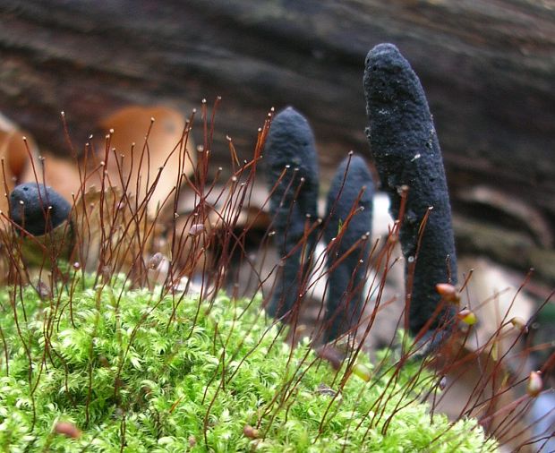 drevnatec štíhly Xylaria longipes Nitschke