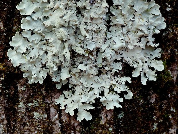 diskovka kučeravá Flavoparmelia caperata (L.) Hale