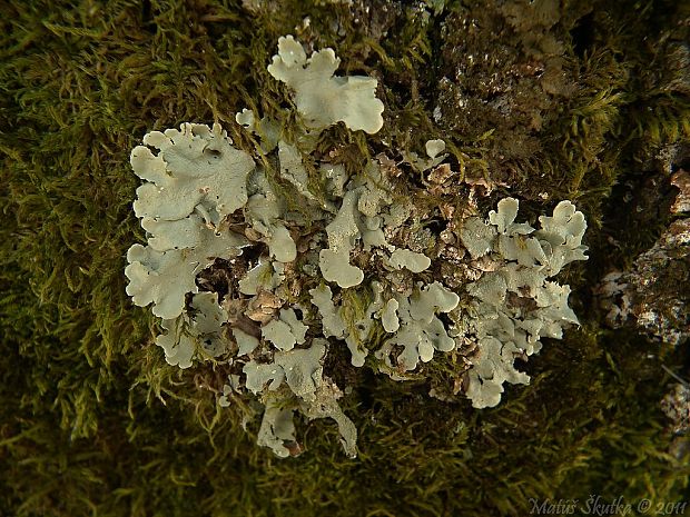 diskovka kučeravá Flavoparmelia caperata (L.) Hale