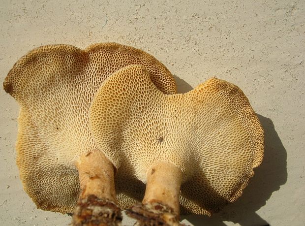 trúdnik zimný-detail Lentinus brumalis (Pers.) Zmitr.