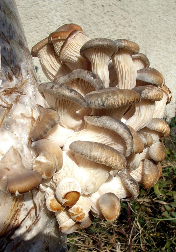 hliva-rastie doma  Pleurotus sp.