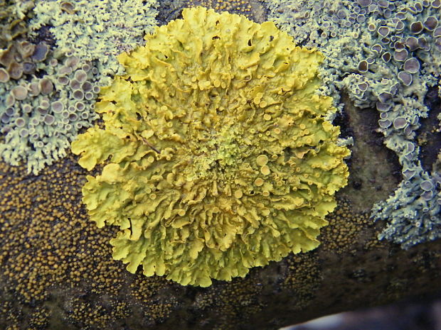 diskovník múrový Xanthoria parietina var. parietina