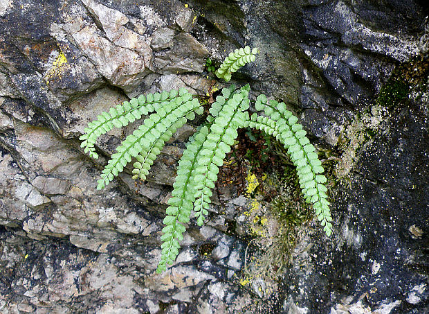 slezinník zelený Asplenium viride Huds.