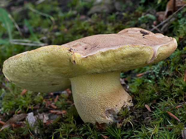 hríb horský Butyriboletus subappendiculatus (Dermek, Lazebn. & J. Veselský) D. Arora & J.L. Frank