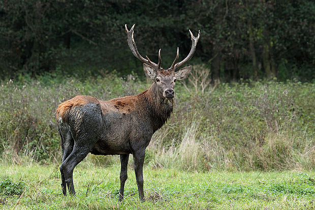 jeleň lesný Cervus elaphus