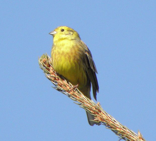 strnádka žltá   Emberiza citrinella