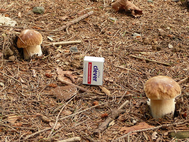 hríb smrekový Boletus edulis Bull.