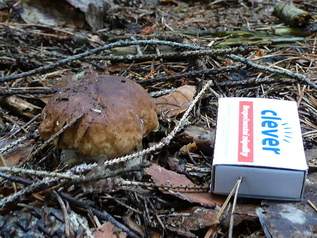 hríb smrekový Boletus edulis Bull.