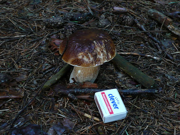 hríb smrekový Boletus edulis Bull.