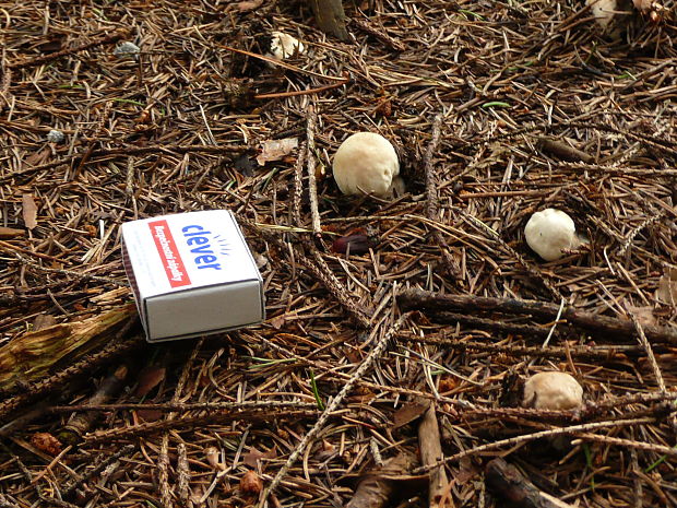 hríb smrekový Boletus edulis Bull.