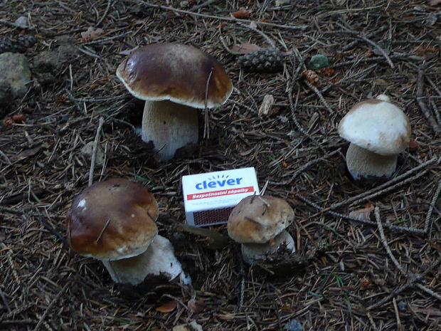 hríb smrekový Boletus edulis Bull.