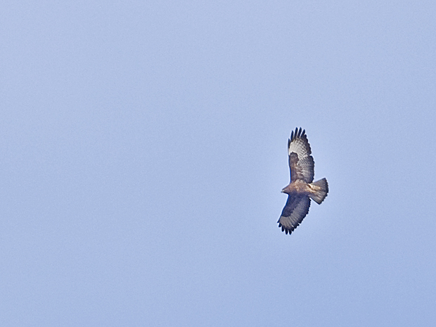 myšiak hôrny Buteo buteo