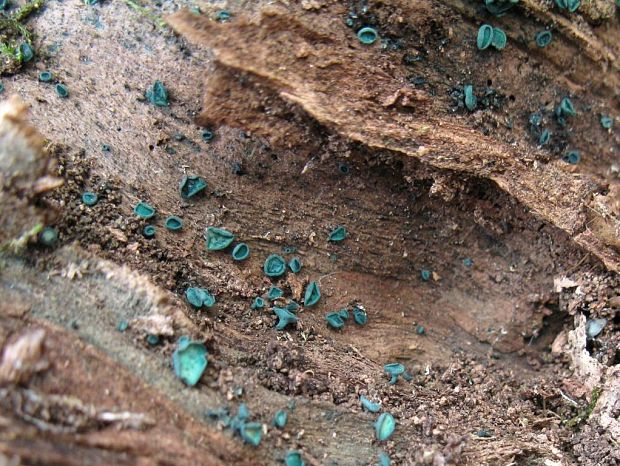 zelenica Chlorociboria sp.