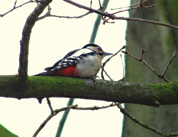 dateľ veľký -strakapoud velký 	 Dendrocopos major