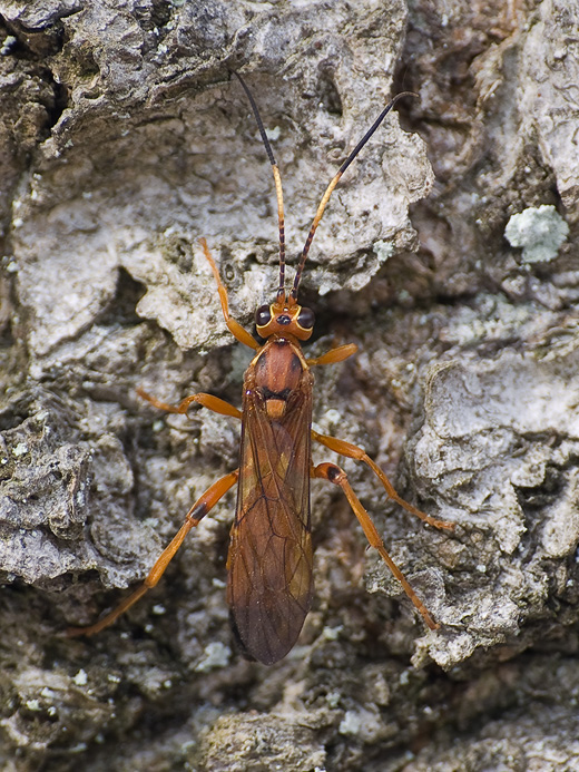 lumok Lymantrichneumon disparis