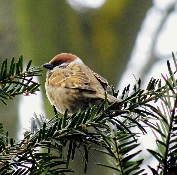 vrabec poľný -vrabec polní 	 Passer montanus