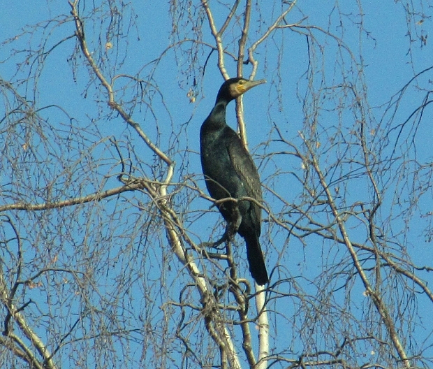 kormorán veľký -kormorán velký  Phalacrocorax carbo