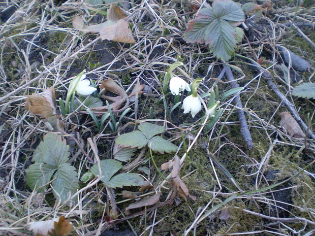 bleduľa jarná (leucojum vernum l.)