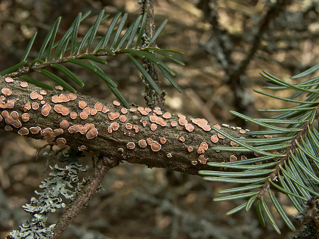 obrúbenec beztvarý Aleurodiscus amorphus (Pers.) J. Schröt.