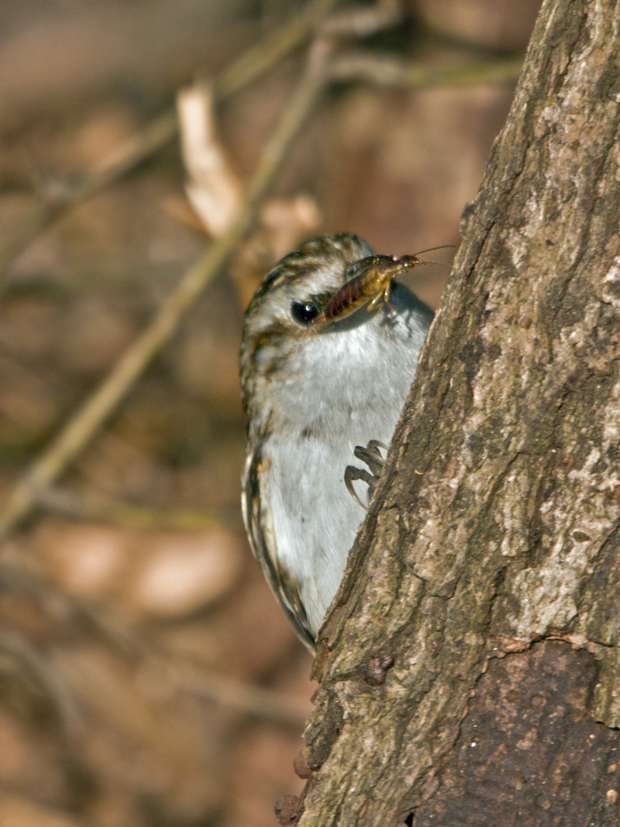 kôrovník dlhoprstý  Certhia familiaris