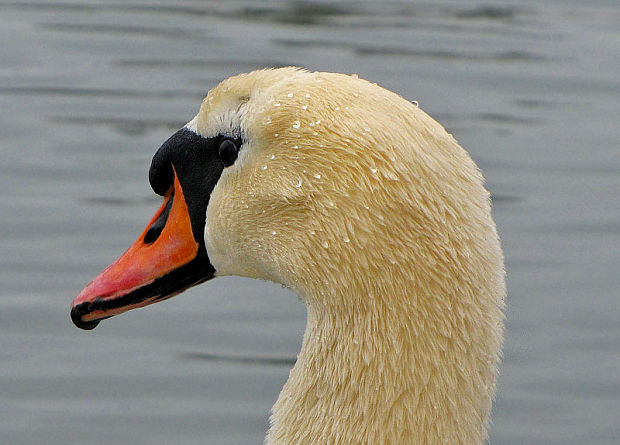 labuť veľká  Cygnus olor