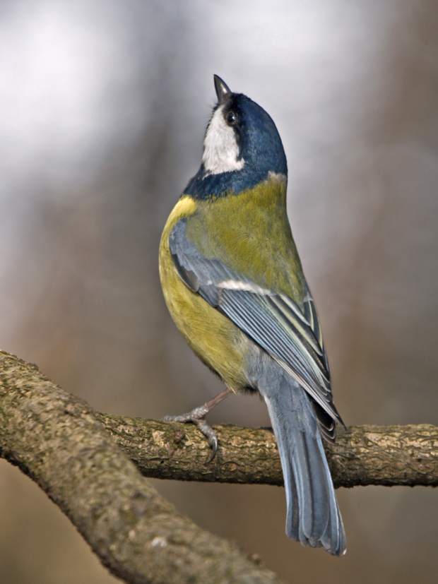 sýkorka bielolíca  Parus major