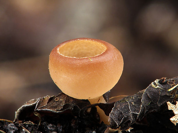 jahňadka obyčajná Ciboria amentacea (Balb.) Fuckel