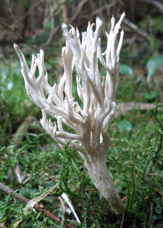 konárovka hrebenitá Clavulina coralloides (L.) J. Schröt.