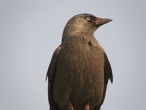 kavka obecná Corvus monedula