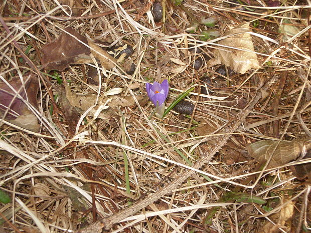 šafran spišský Crocus discolor G. Reuss