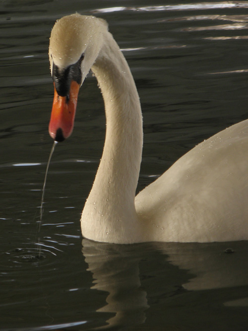 labuť hrbozobá Cygnus olor