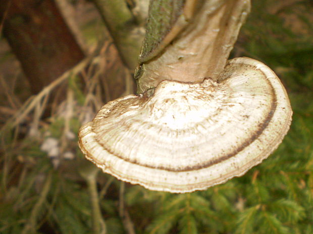 sieťkovček červenkastý Daedaleopsis confragosa (Bolton ex Fr.) J.Schröt.