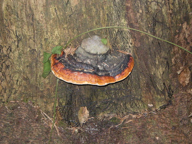 práchnovček pásikavý Fomitopsis pinicola (Sw.) P. Karst.