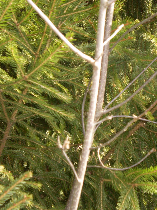 krušina jelšová Frangula alnus Mill.