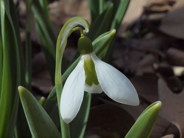 snežienka elwesova Galanthus elwesii Hook. f.