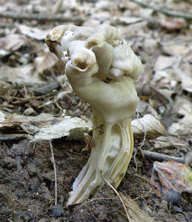 chriapač jamkatý Helvella lacunosa Afzel.