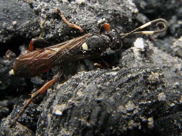 lumkovité Ichneumonidae fam.