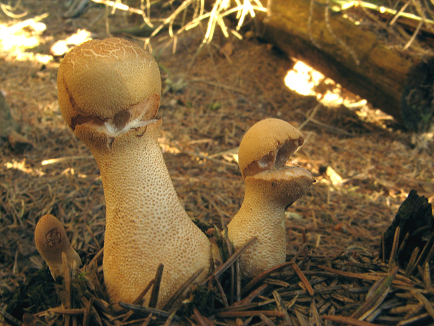 prášnica Lycoperdon sp.