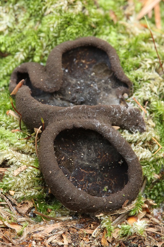 misôčka Pseudoplectania sp.