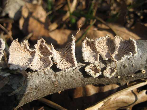 klanolupeňovka obyčajná Schizophyllum commune Fr.