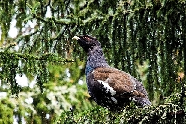 tetrov hlucháń Tetrao urogallus