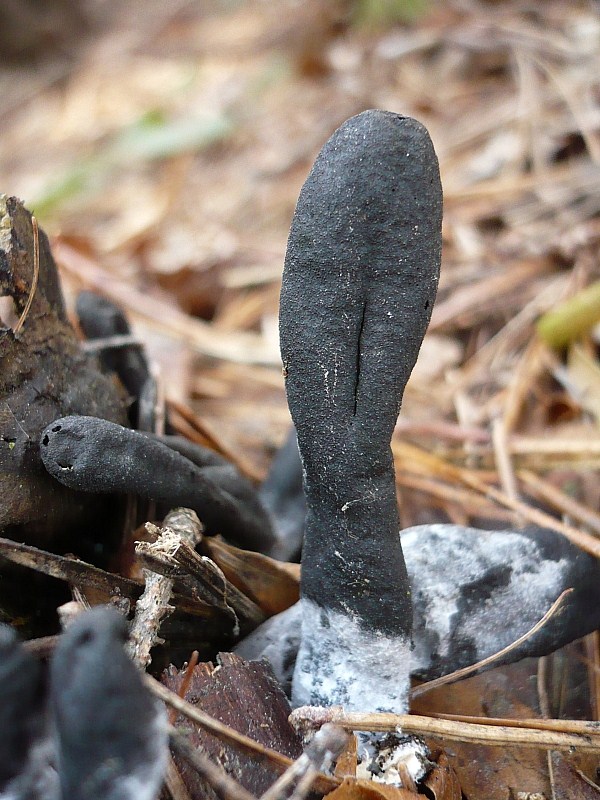 drevnatec kyjakovitý Xylaria polymorpha (Pers.) Grev.