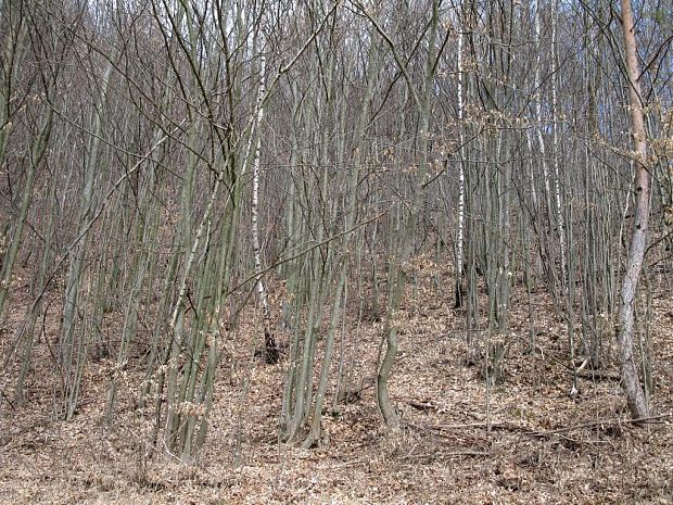 biotop pakorienkovka čierna