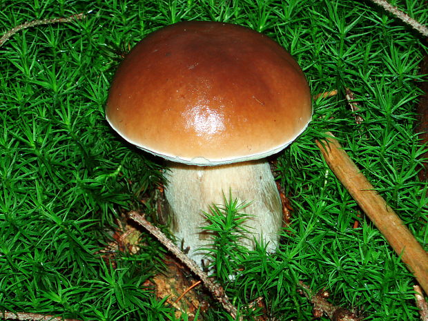 hríb smrekový Boletus edulis Bull.