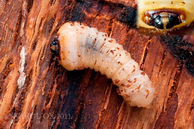 larva-fuzáč Cerambycidae