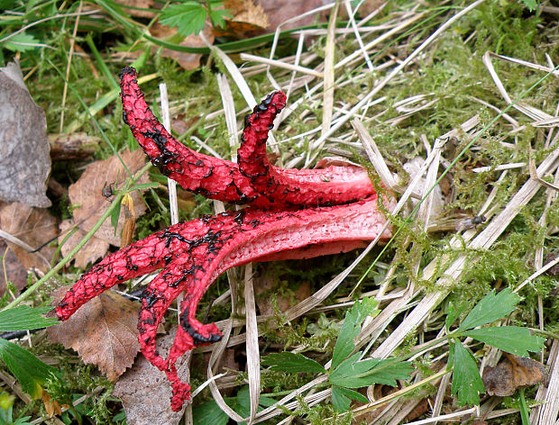 mrežovka kvetovitá Clathrus archeri (Berk.) Dring