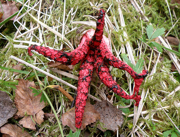 mrežovka kvetovitá Clathrus archeri (Berk.) Dring